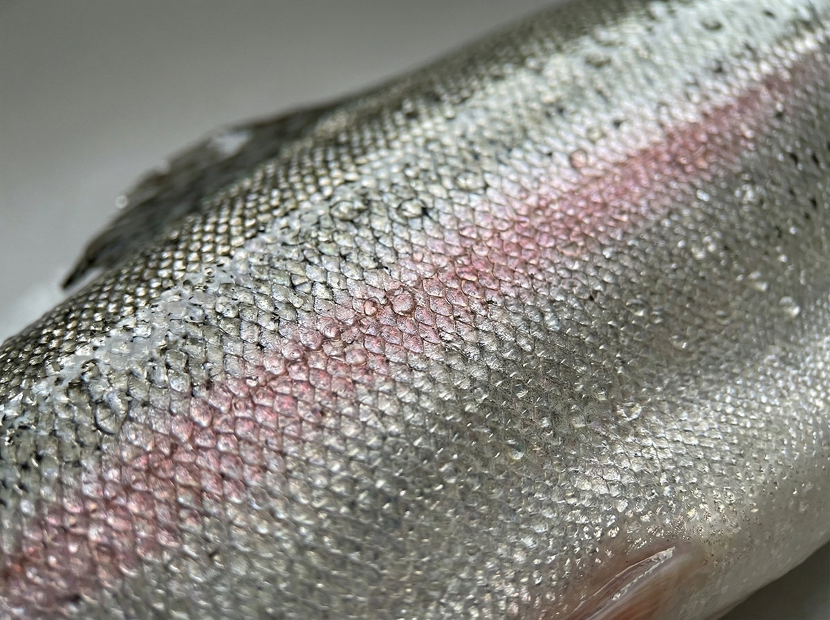 Купить порционную форель MY FISH. Как выбрать радужную за 30 секунд, не переплатить и приготовить детям без запаха